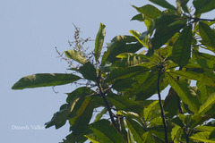 Semecarpus kathalekanensis